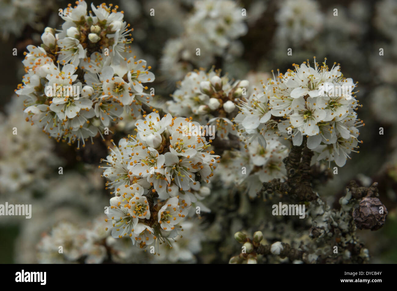 Spring flowers / spring blossom of the Blackthorn / Prunus spinosa