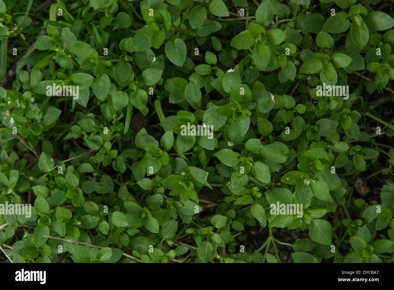 Chickweed / Stellaria media - a common annual garden weed, but also edible. Patch of weeds concept. Stock Photo