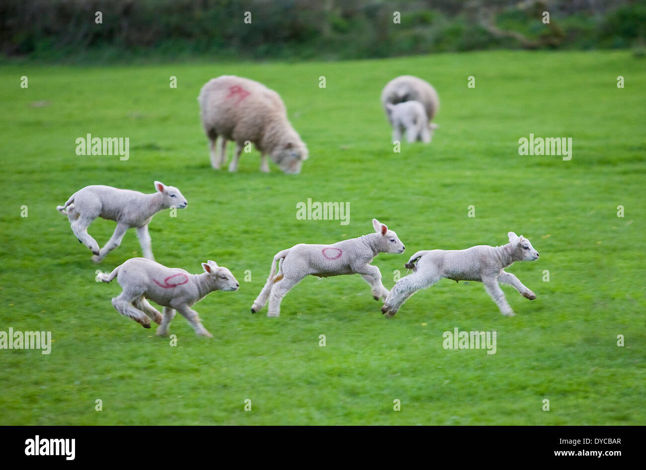 Spring Lambs playing on a small hill in the village of Langley Marsh in Somerset Stock Photo