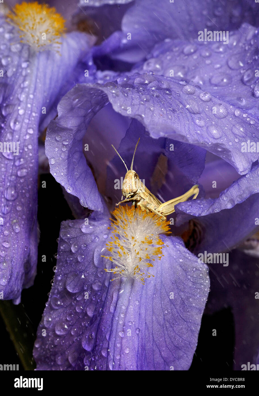 Grasshopper takes shelter inside an iris umbrella. Photoshopped image. Stock Photo