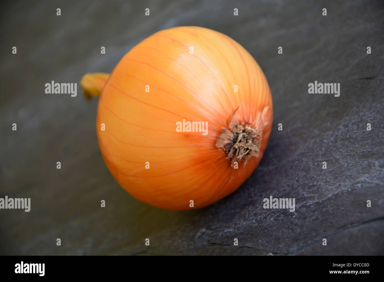 yellow onion on a anthacite grey slate plate background macro close-up eine ganze gelbe Zwiebel auf grauer Schieferplatte Stock Photo
