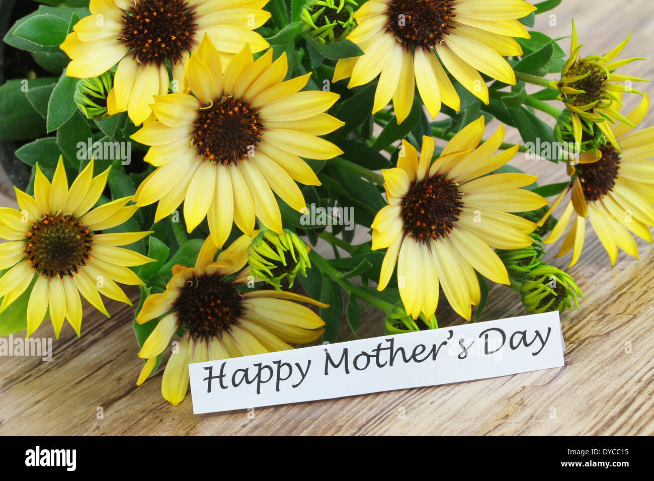 Happy Mother´s Day card with yellow daisies Stock Photo - Alamy