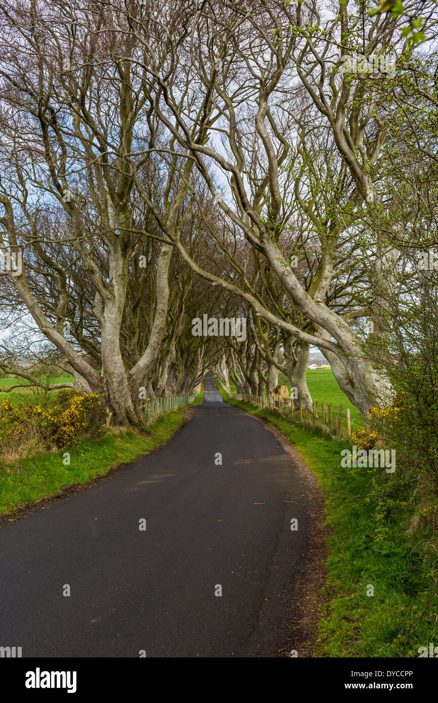 The Dark Hedges Bregagh Road, Armoy, County Antrim, Northern Ireland Stock Photo