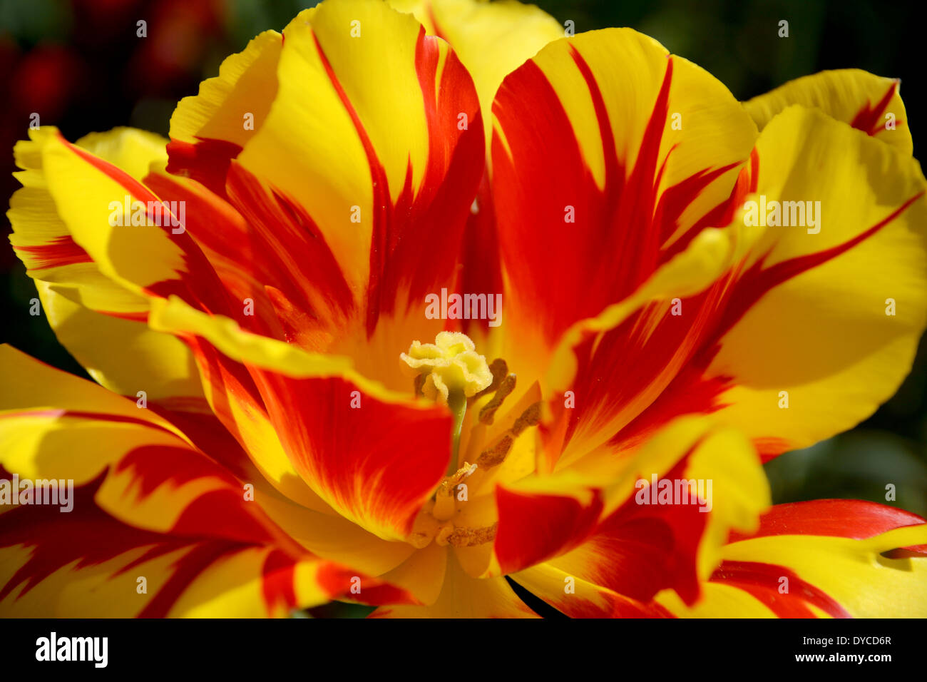 Closeup of brightly colored Monsella tulip in flower Stock Photo