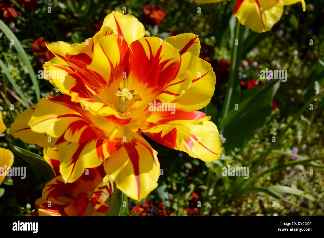 Closeup of a double early Monsella tulip blooming in a flower bed Stock Photo