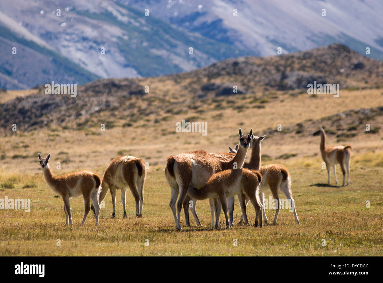Guanacos (Lama guanicoe) Guanaco in the Wild, Perito Moreno National Park, Southern Andean Patagonia, Santa Cruz, Argentina Stock Photo