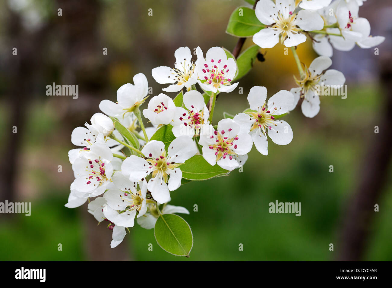 Blossoming Pear (Pyrus sp.) Stock Photo