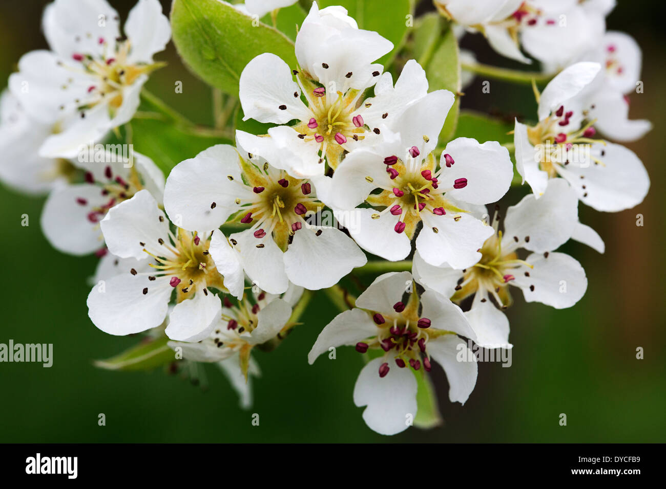 Blossoming Pear (Pyrus sp.) Stock Photo