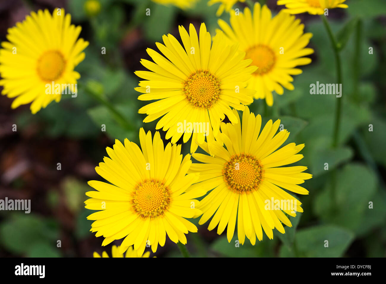 Flowers of Great Leopard's Bane (Doronicum pardalianches) Stock Photo