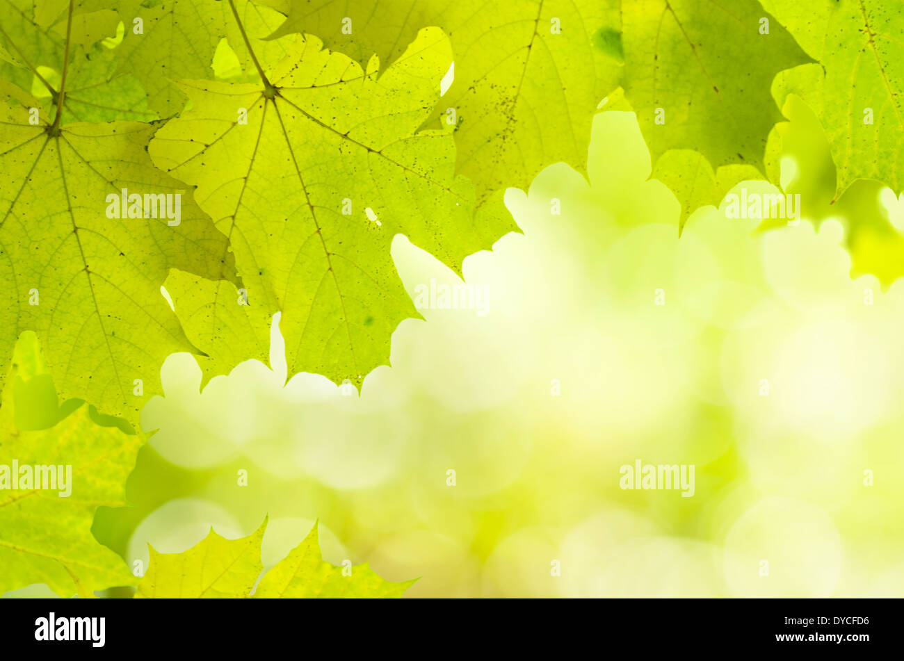 Sunny maple leaves Stock Photo - Alamy