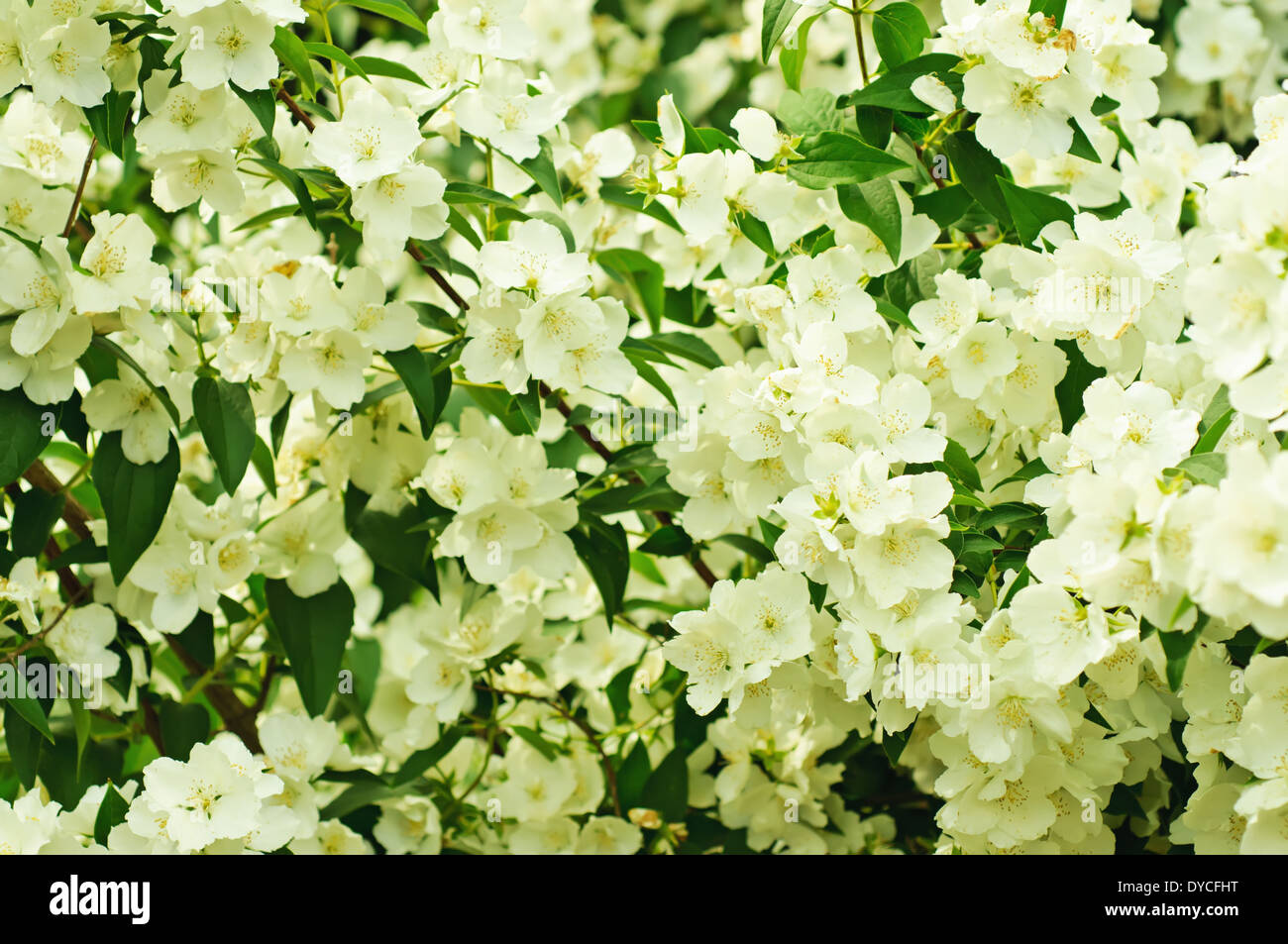 jasmine-flower-stock-photo-alamy