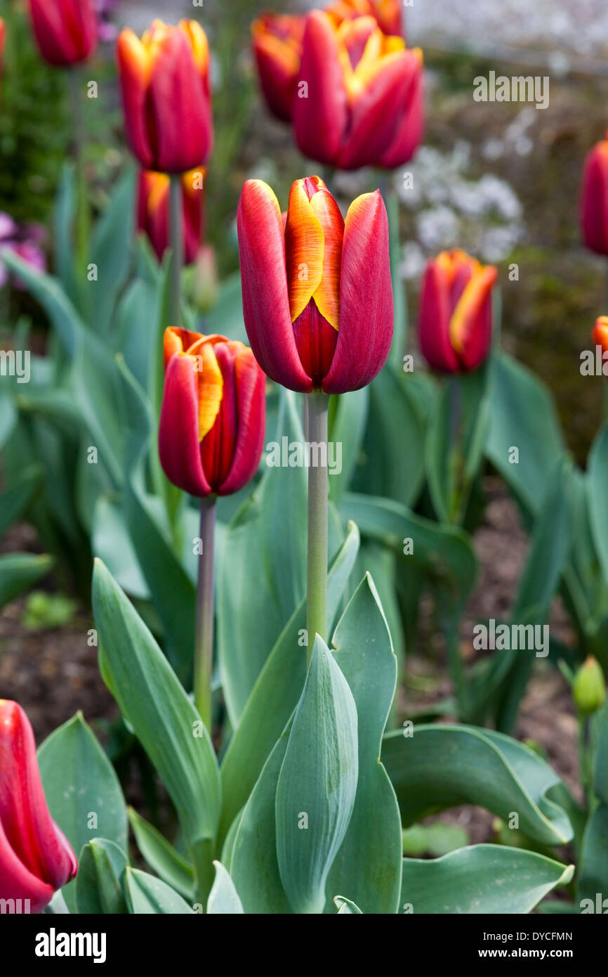 Tulips in a Garden Stock Photo
