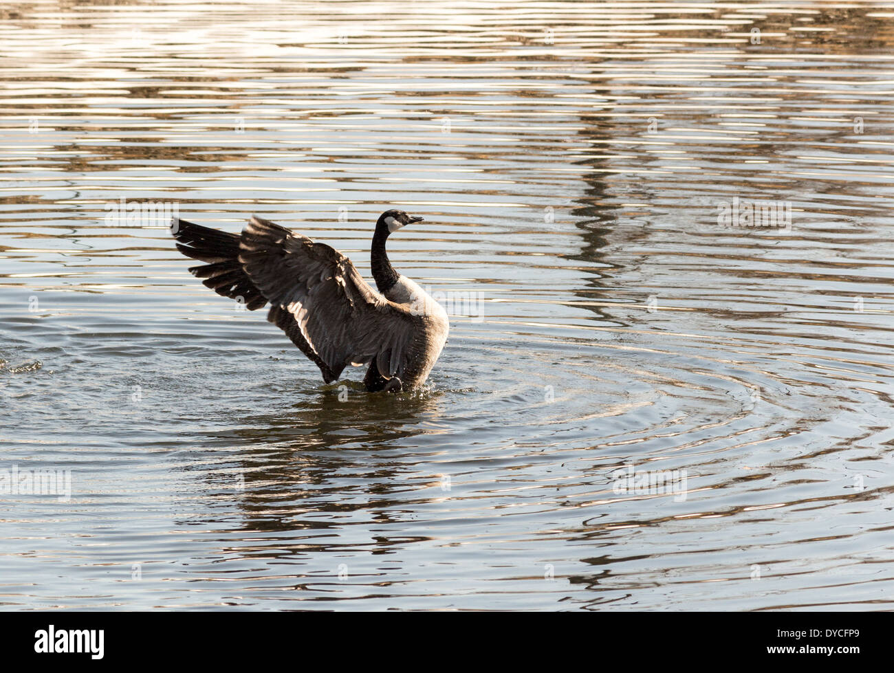 Canada Goose gander with wings spread out backward doing mating dance. Stock Photo
