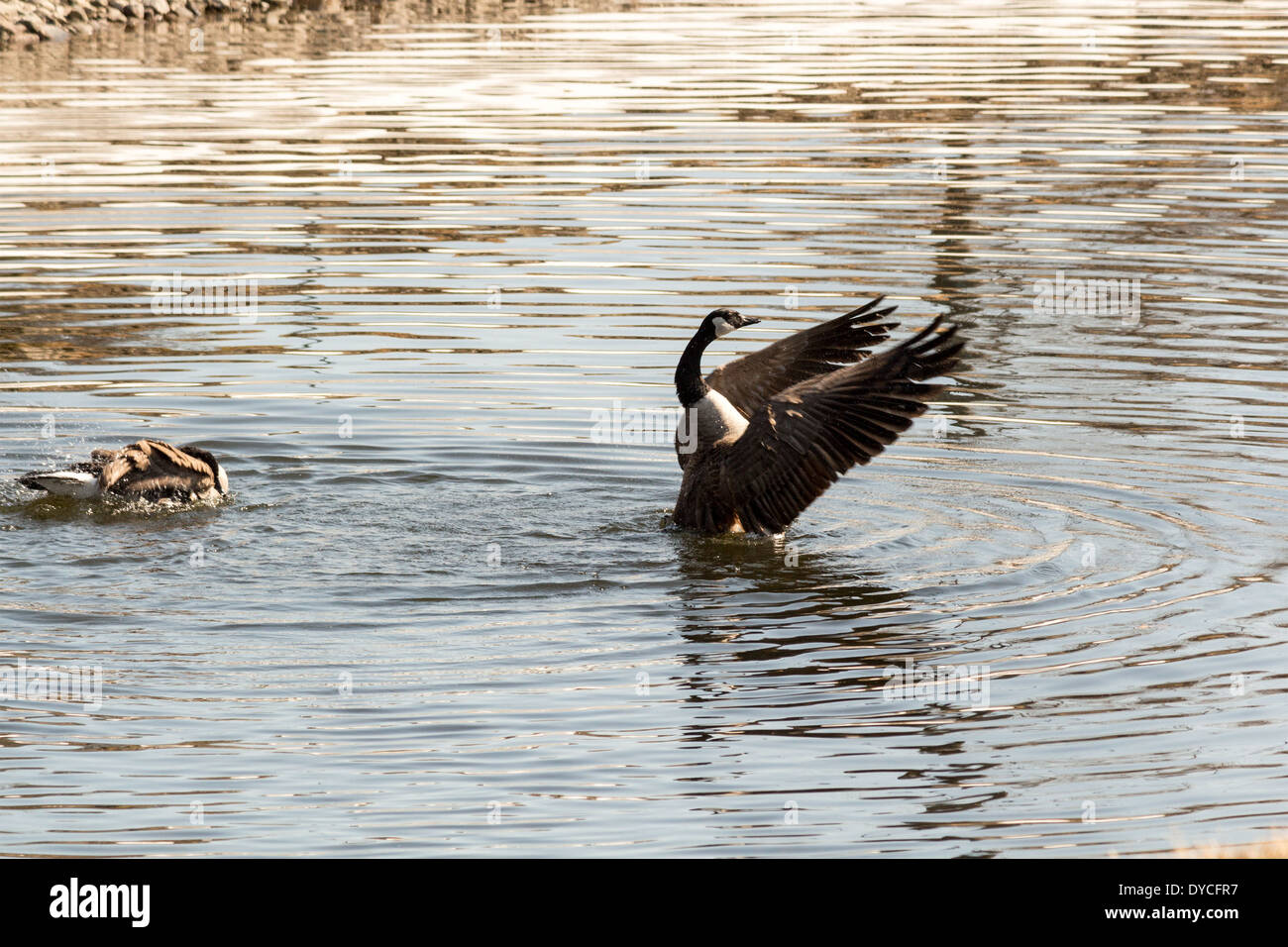 Goose gander hires stock photography and images Alamy