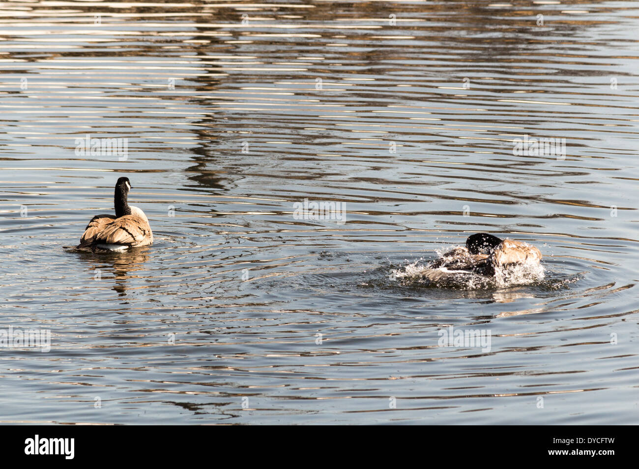 Breeding pair of Canada Geese on river. Female is cleaning feathers. Stock Photo