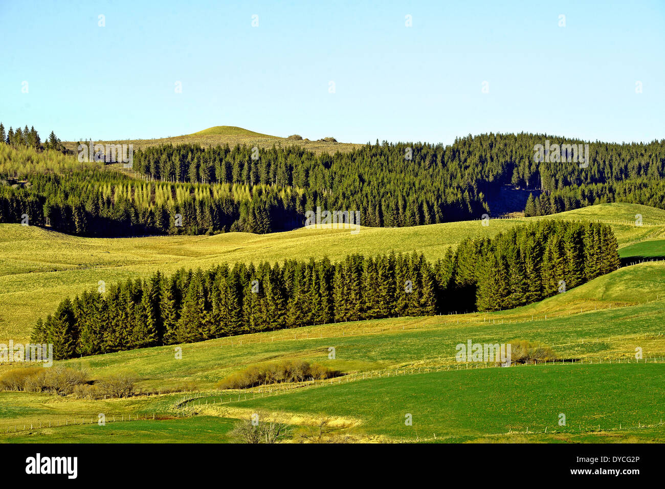 forest, Cezallier, Puy-de-Dome, Auvergne, Massif-Central, France Stock Photo