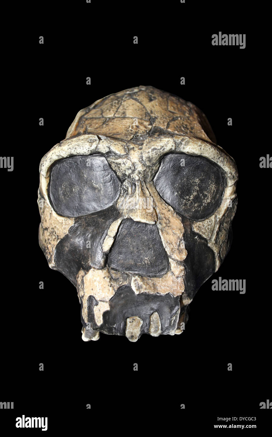 Model Homo ergaster Skull KNM-ER 3733 Stock Photo
