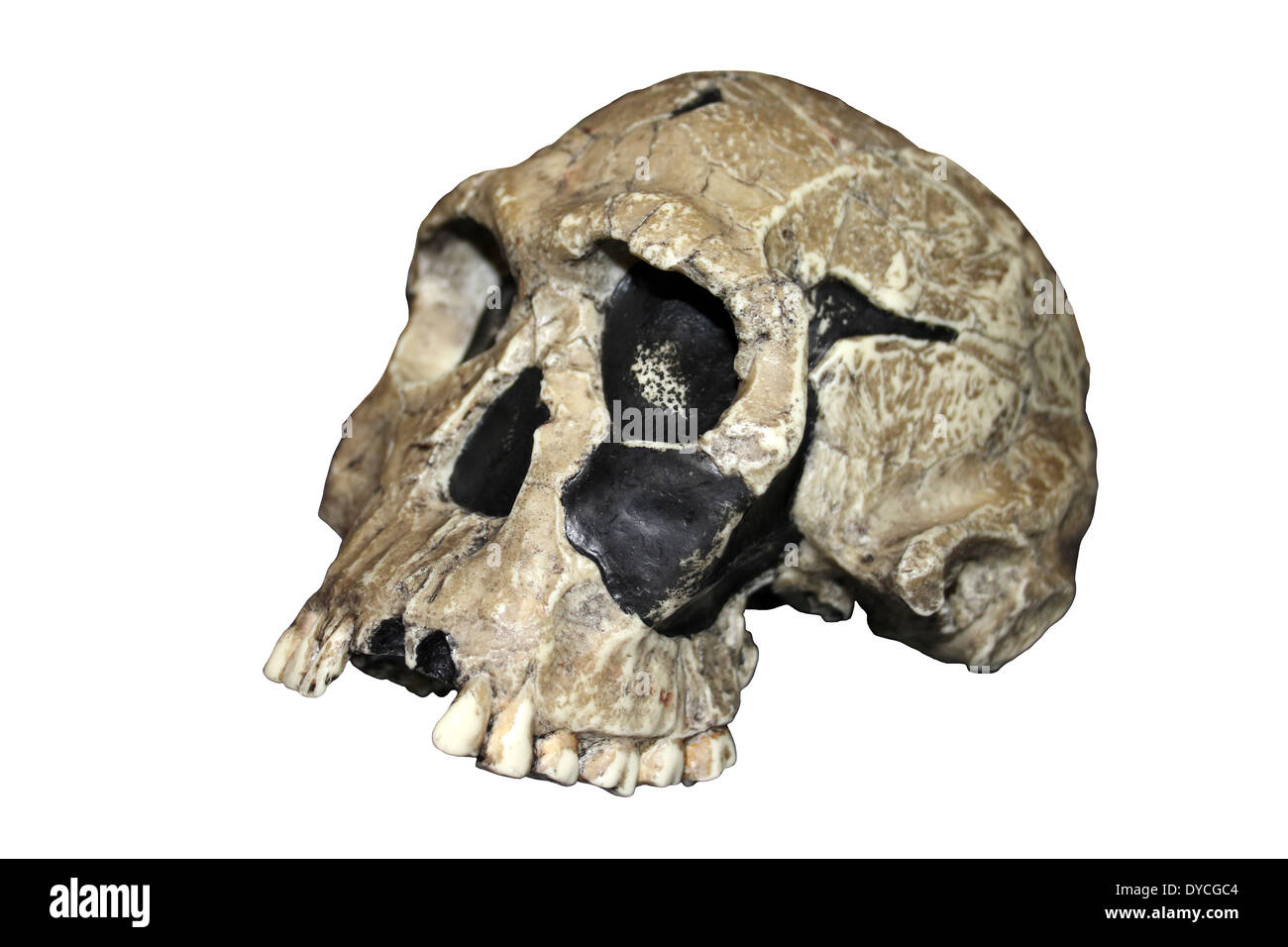 Replica Homo habilis Skull KNM ER 1813 Stock Photo: 68503124 - Alamy