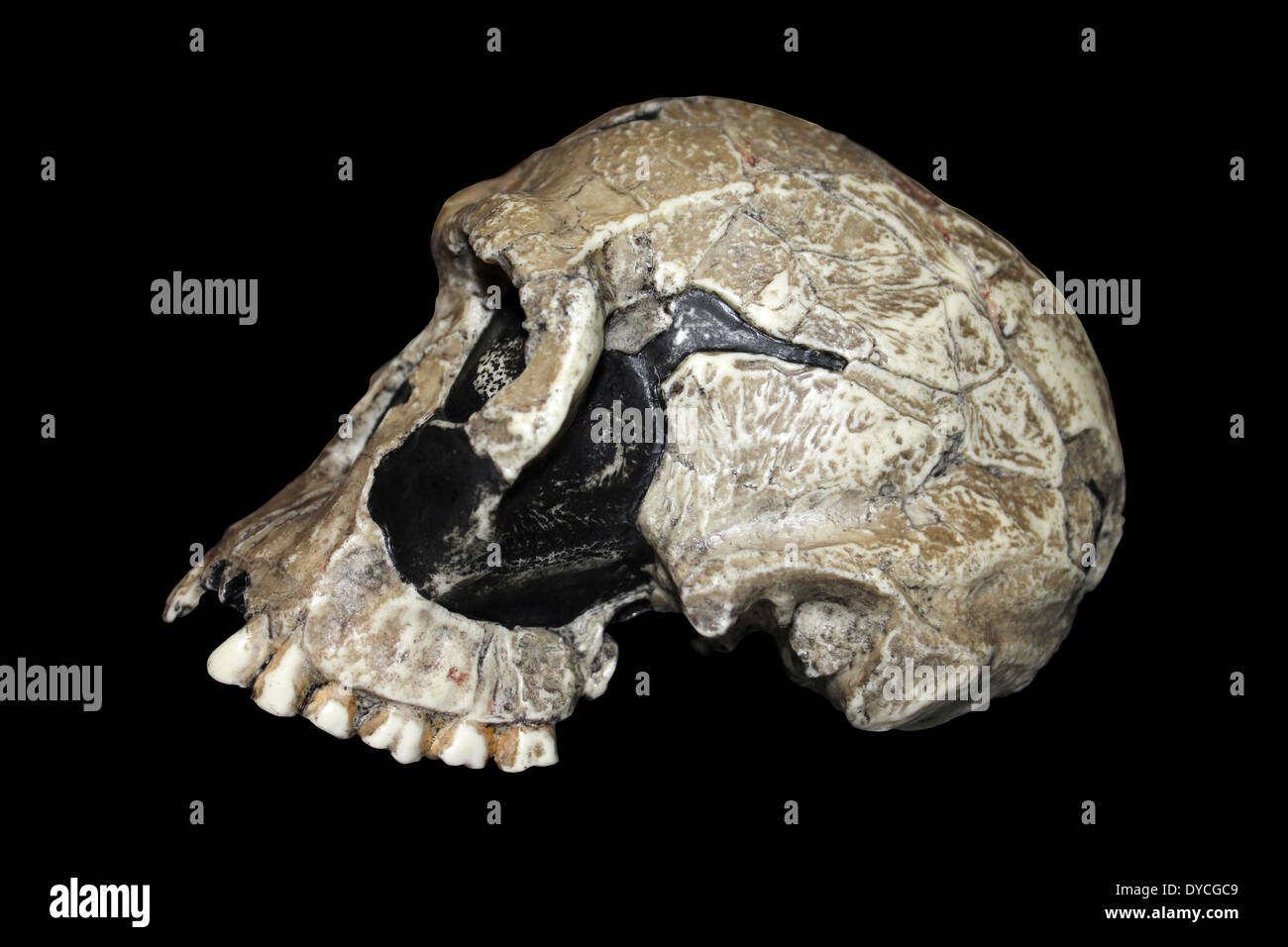 Homo habilis Skull KNM ER 1813 Replica Side-view Stock Photo: 68503129 - Alamy