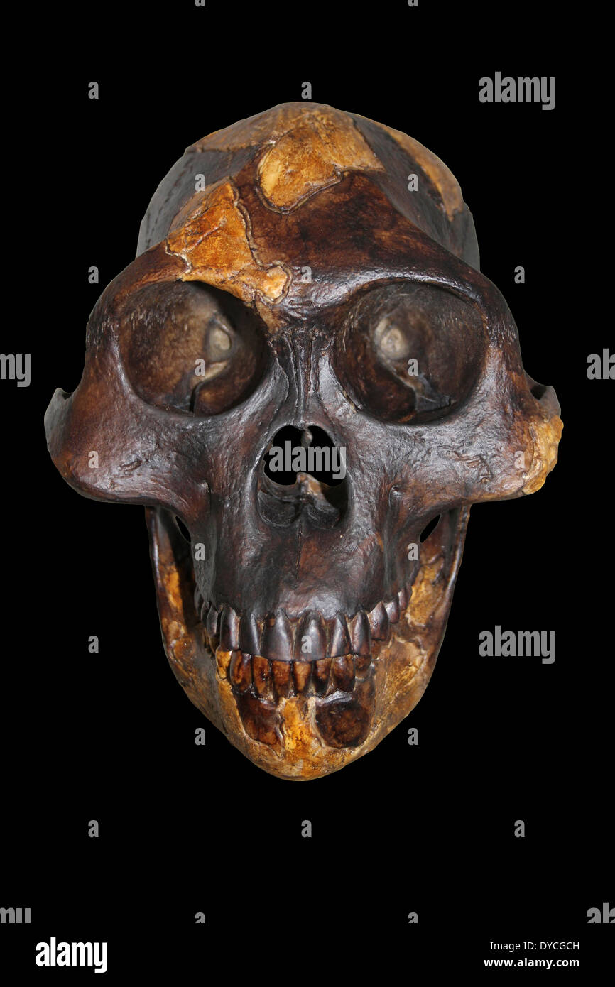 'Lucy' Australopithecus afarensis Stock Photo