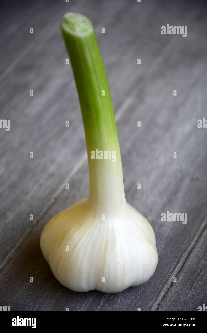one single garlic bulb on a grey wooden background tabletop eine frische Knoblauch Knolle auf grauem Holztisch Holzbrett Makro Stock Photo