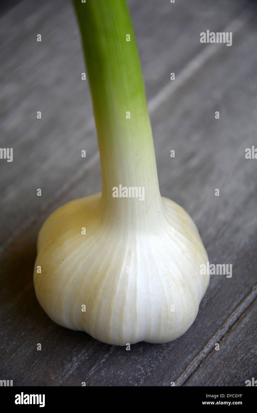 a fresh white green garlc bulb on a grey wooden table macro close-up eine frische weisse Knoblauchknolle auf grauem Holztisch Stock Photo