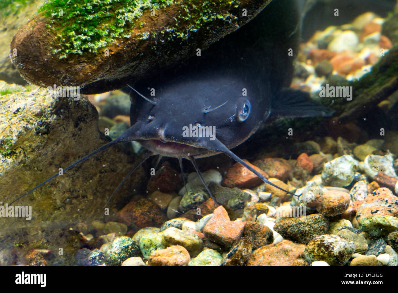 A Catfish. Stock Photo
