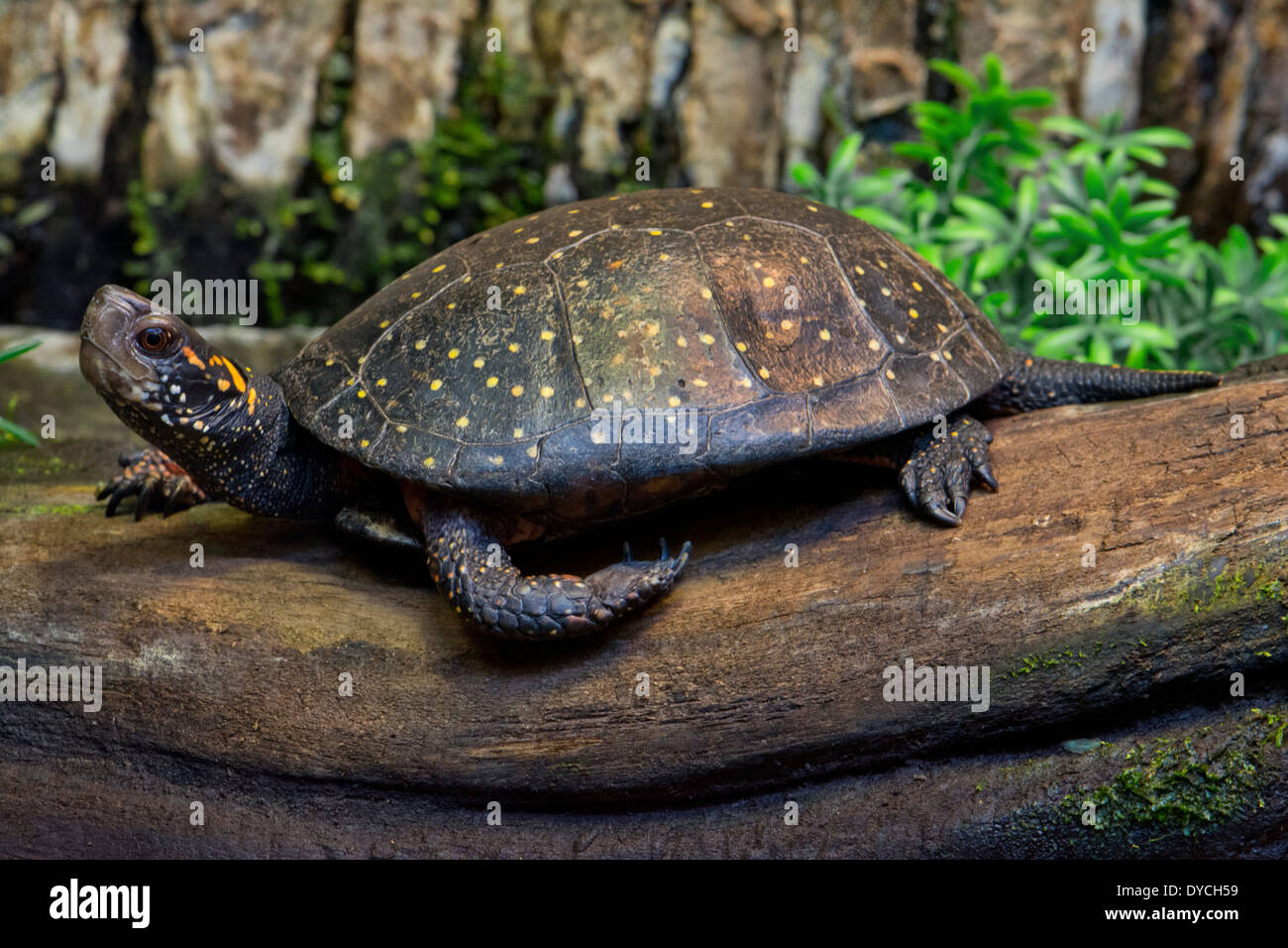 A Spotted Turtle. Stock Photo