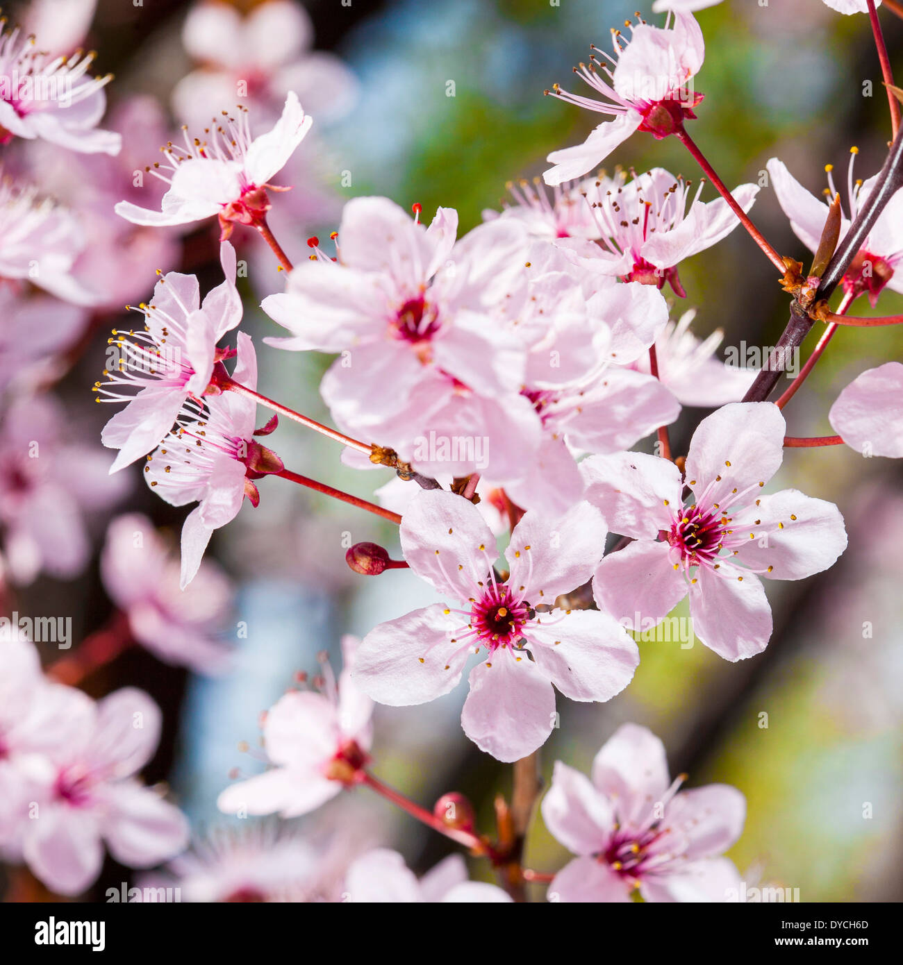Pink cherry flower detail hi-res stock photography and images - Alamy