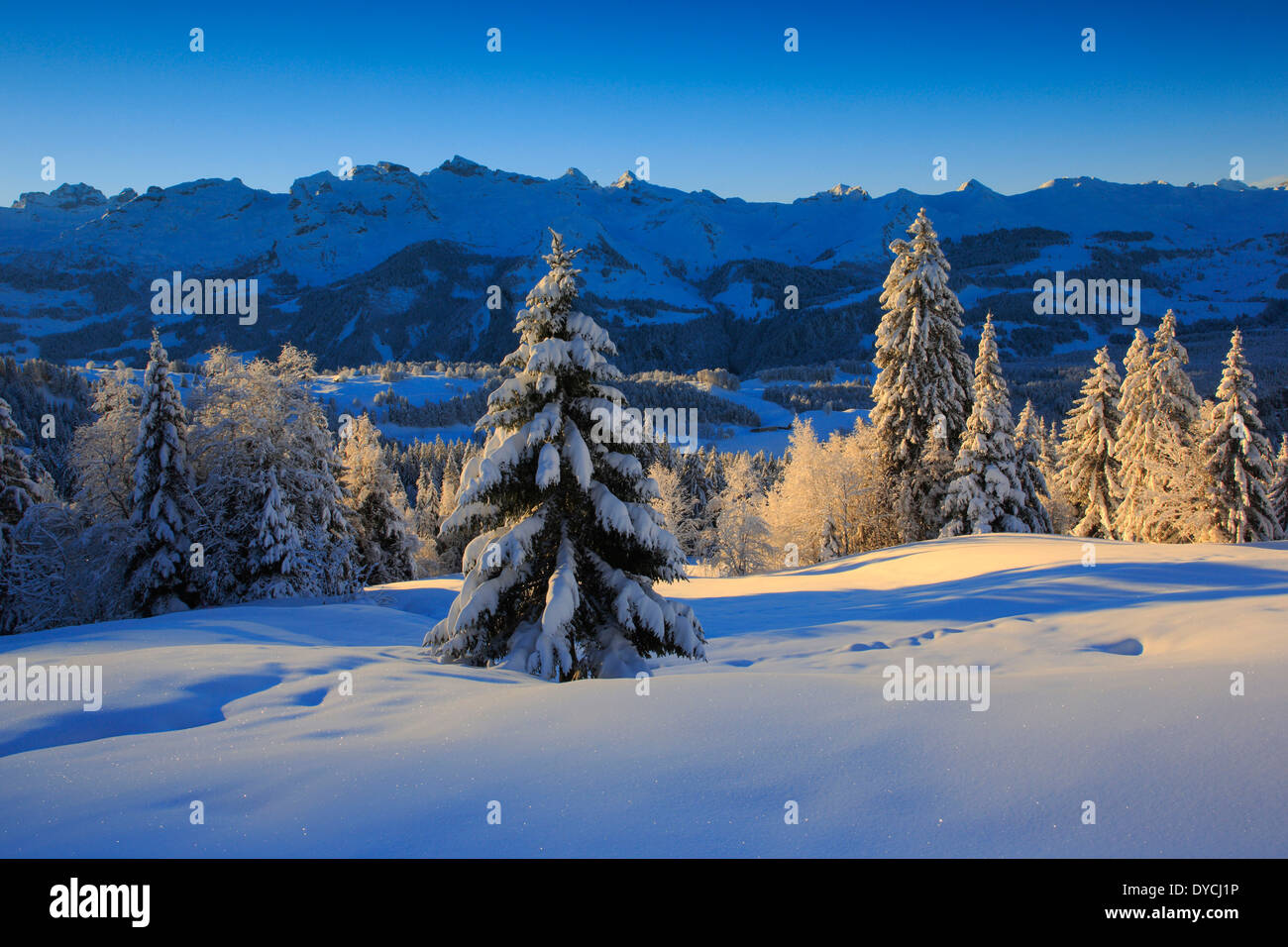 Alps Alpine panorama view mountain mountains trees spruce spruces mountains summits peaks cold Mythen area panorama snow Sw Stock Photo