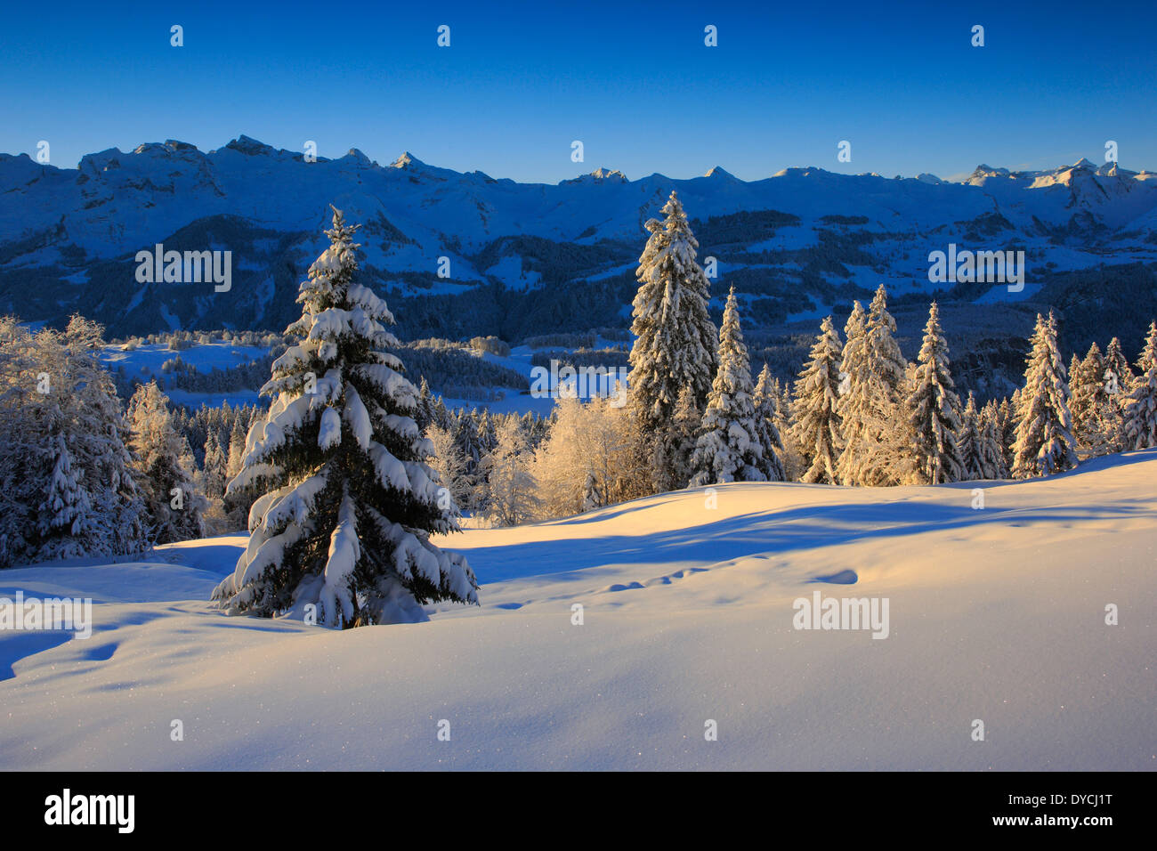 Alps Alpine panorama view mountain mountains trees spruce spruces mountains summits peaks cold Mythen area panorama snow Sw Stock Photo