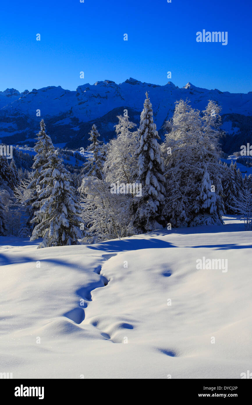 Alps Alpine panorama view mountain mountains trees spruce spruces mountains summits peaks cold Mythen area panorama snow Sw Stock Photo