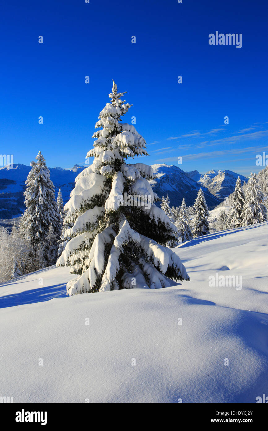 Alps Alpine panorama view mountain mountains trees spruce spruces mountains summits peaks cold Mythen area panorama snow Sw Stock Photo