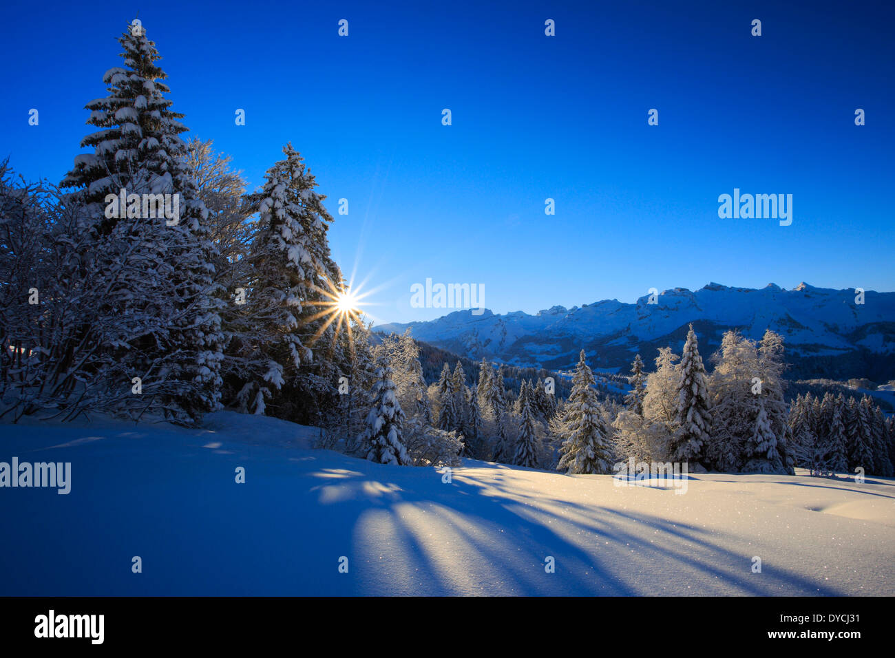 Alps Alpine panorama view mountain mountains trees spruce spruces mountains summits peaks cold Mythen area panorama snow Sw Stock Photo