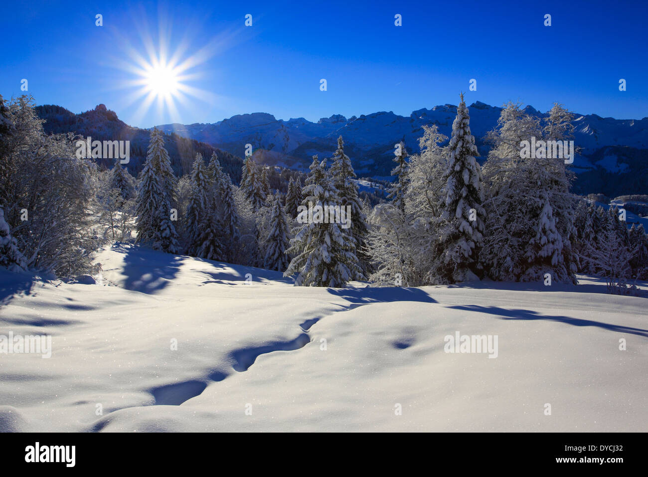 Alps Alpine panorama view mountain mountains trees spruce spruces mountains summits peaks cold Mythen area panorama snow Sw Stock Photo