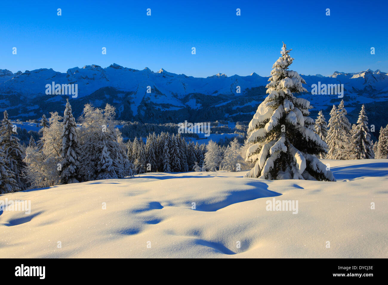 Alps Alpine panorama view mountain mountains trees spruce spruces mountains summits peaks cold Mythen area panorama snow Sw Stock Photo