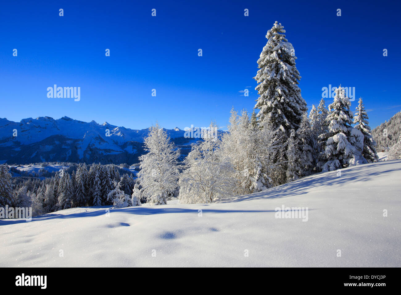 Alps Alpine panorama view mountain mountains trees spruce spruces mountains summits peaks cold Mythen area panorama snow Sw Stock Photo