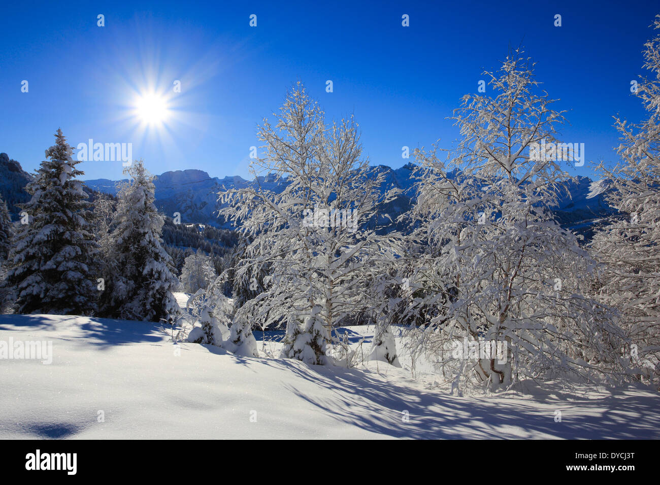 Alps Alpine panorama view mountain mountains trees spruce spruces mountains summits peaks cold Mythen area panorama snow Sw Stock Photo