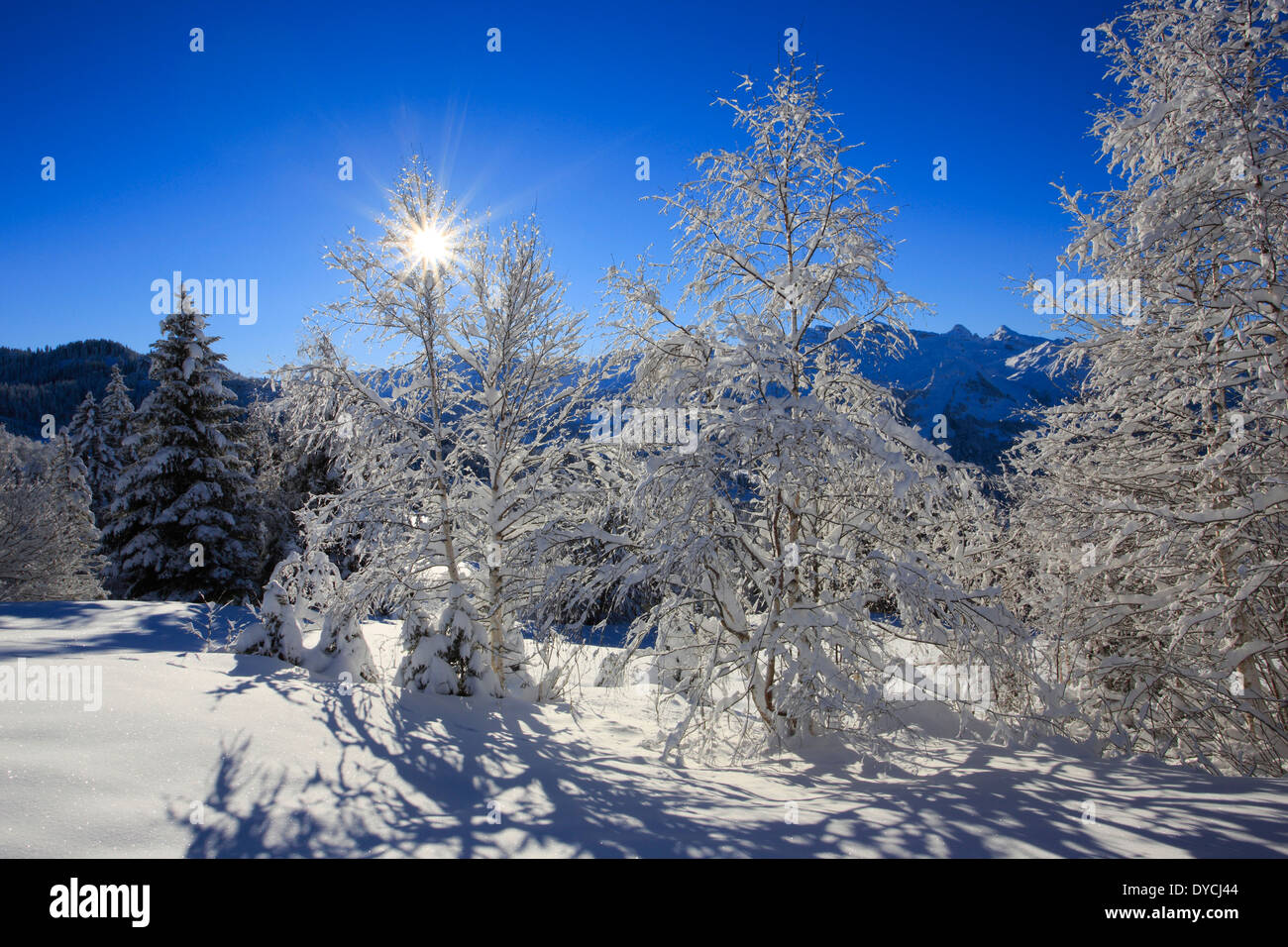 Alps Alpine panorama view mountain mountains trees spruce spruces mountains summits peaks cold Mythen area panorama snow Sw Stock Photo