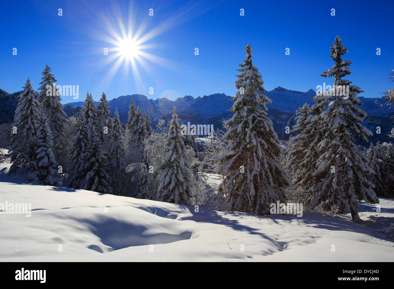 Alps Alpine panorama view mountain mountains trees spruce spruces mountains summits peaks cold Mythen area panorama snow Sw Stock Photo