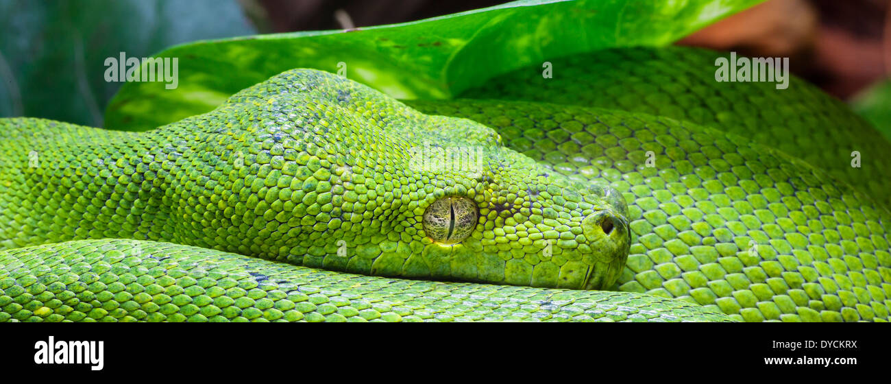 Python texture hi-res stock photography and images - Alamy