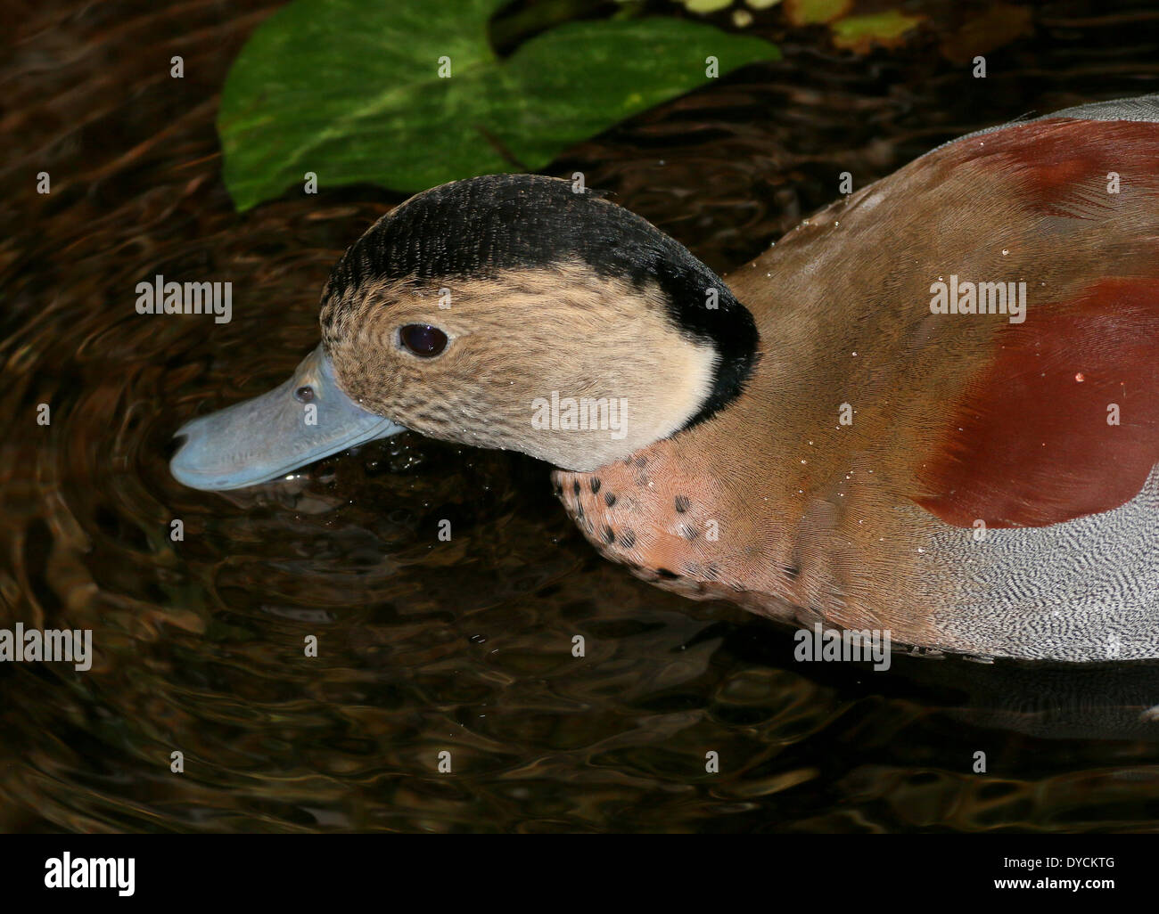 Male Ringed Teal ( Callonetta leucophrys) close-up while foraging in the water Stock Photo