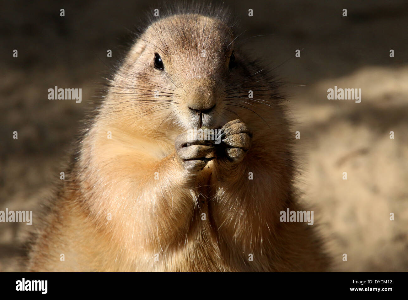 Blacktailed prairie dog (Cynomys ludovicianus Stock Photo Alamy