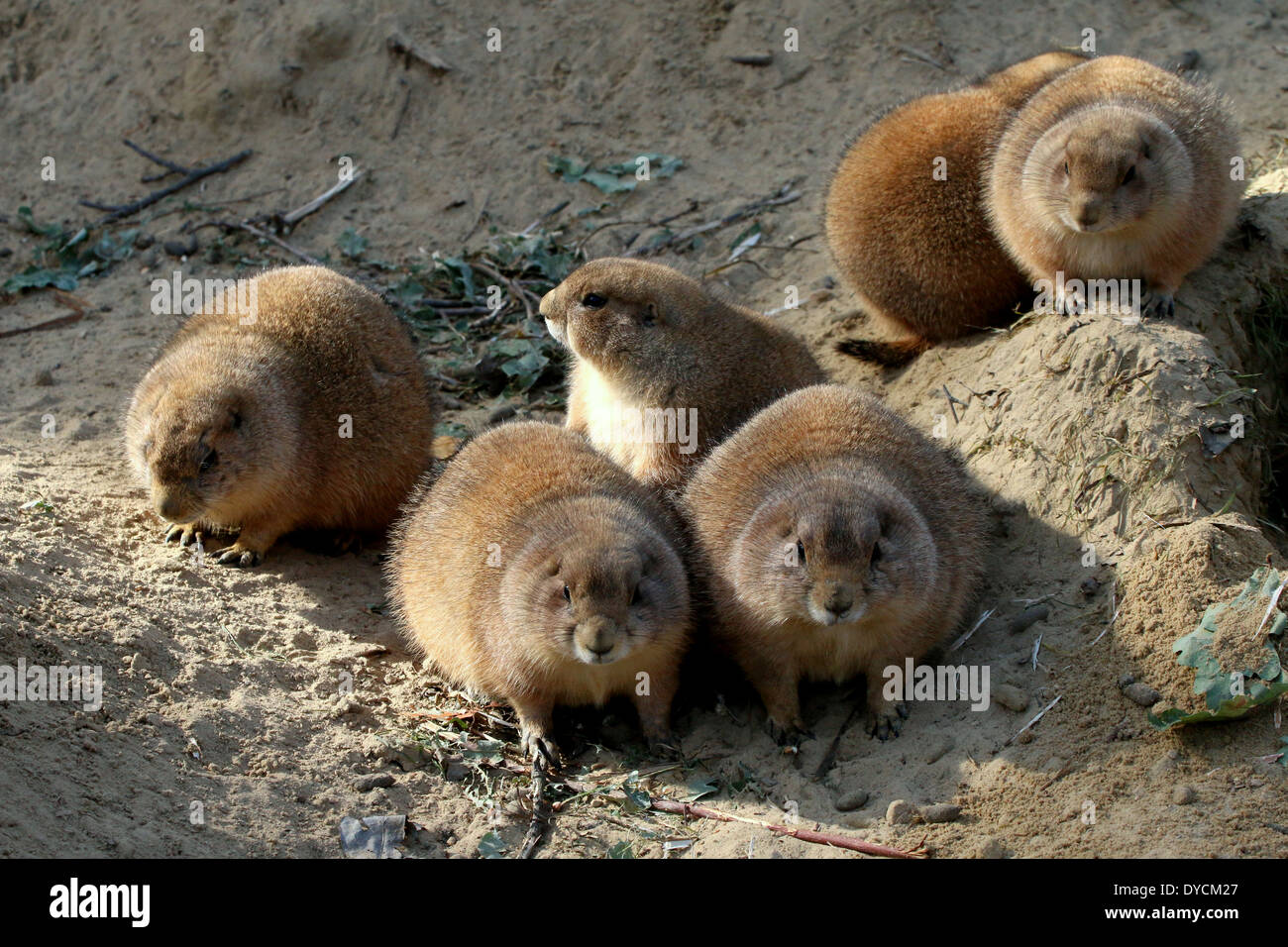 Group of 6 Black-tailed prairie dogs (Cynomys ludovicianus) next to their burrows Stock Photo