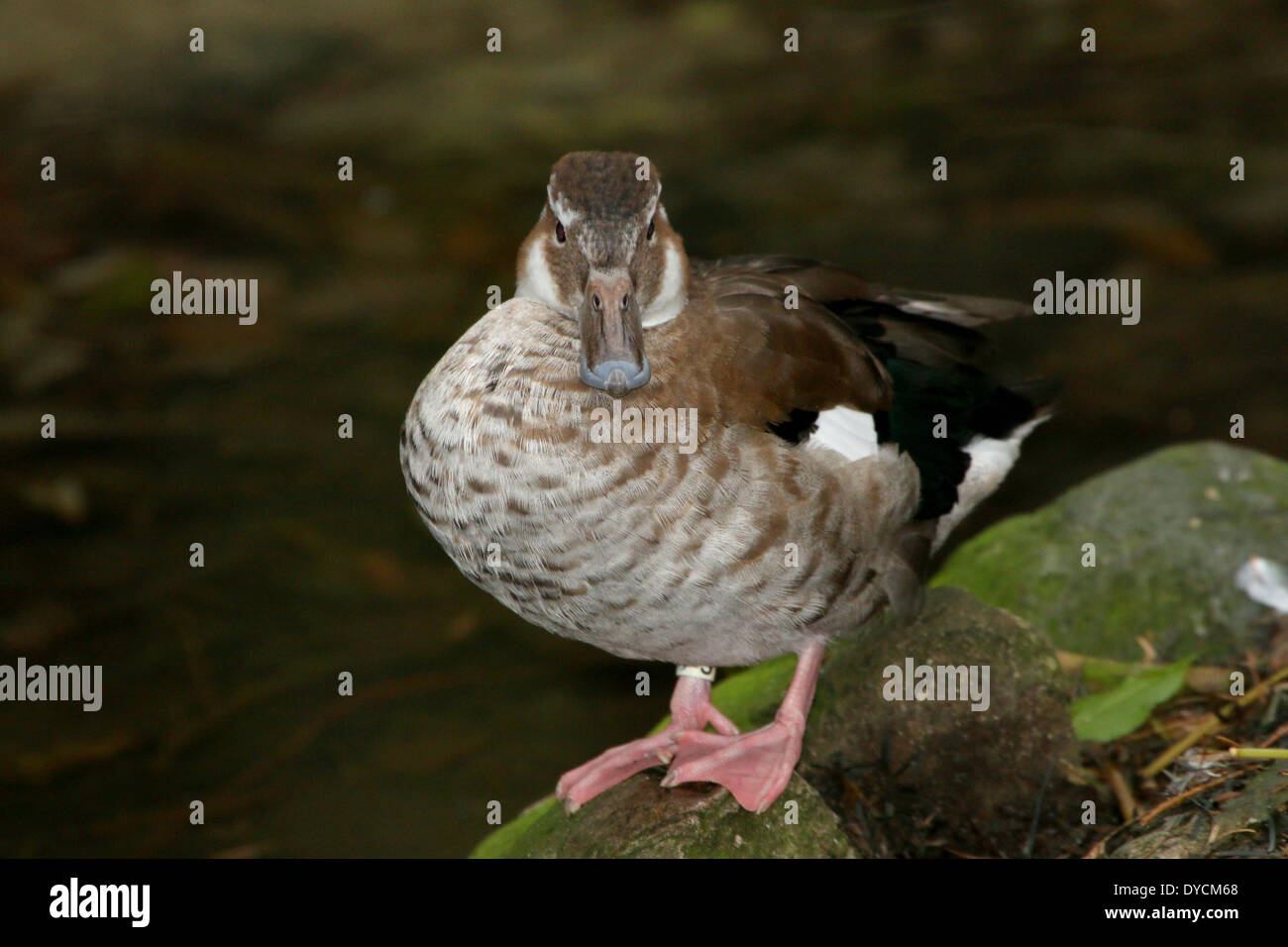 Female Ringed Teal ( Callonetta leucophrys) close-up Stock Photo