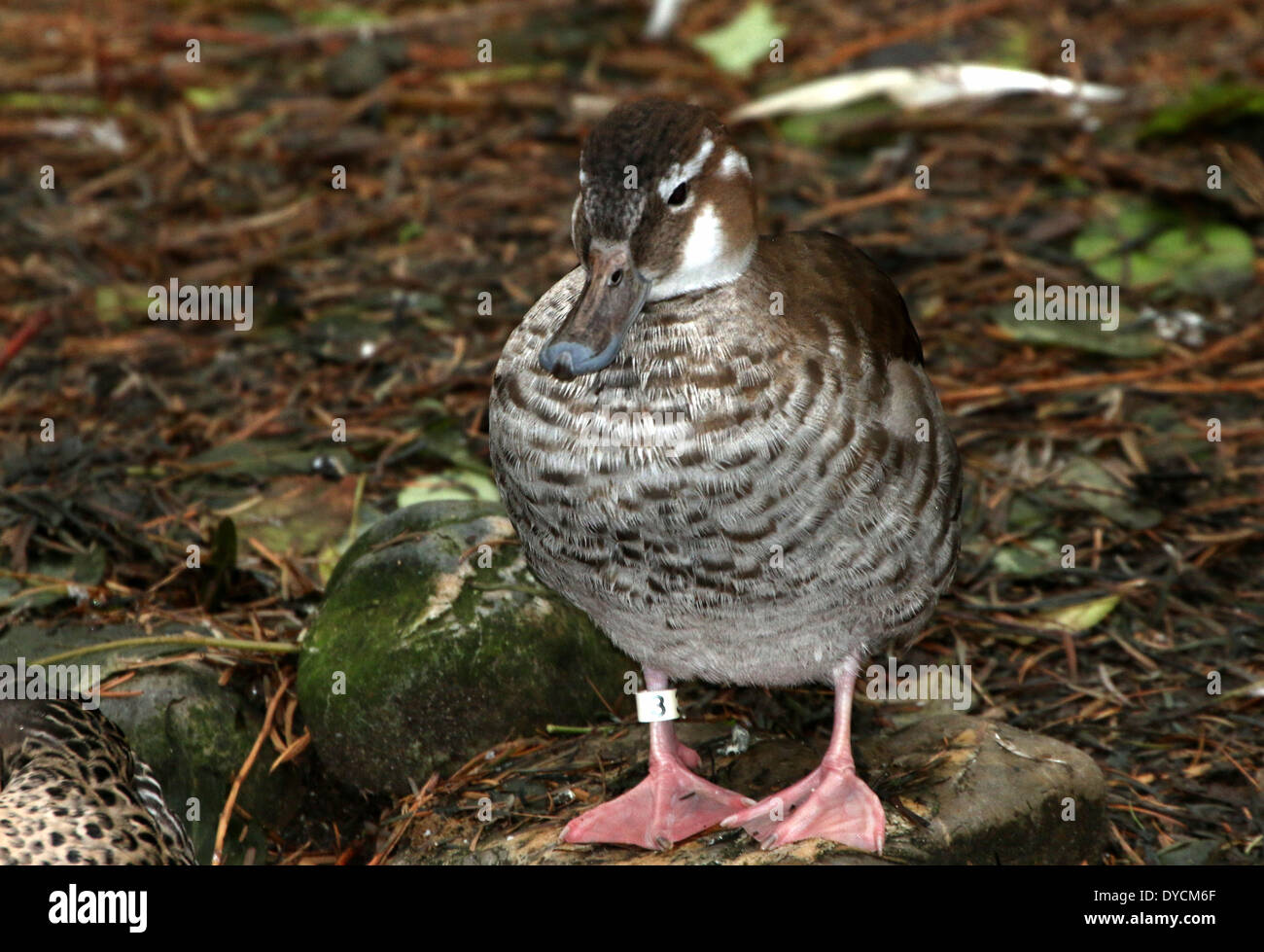 Femle Ringed Teal ( Callonetta leucophrys) close-up Stock Photo