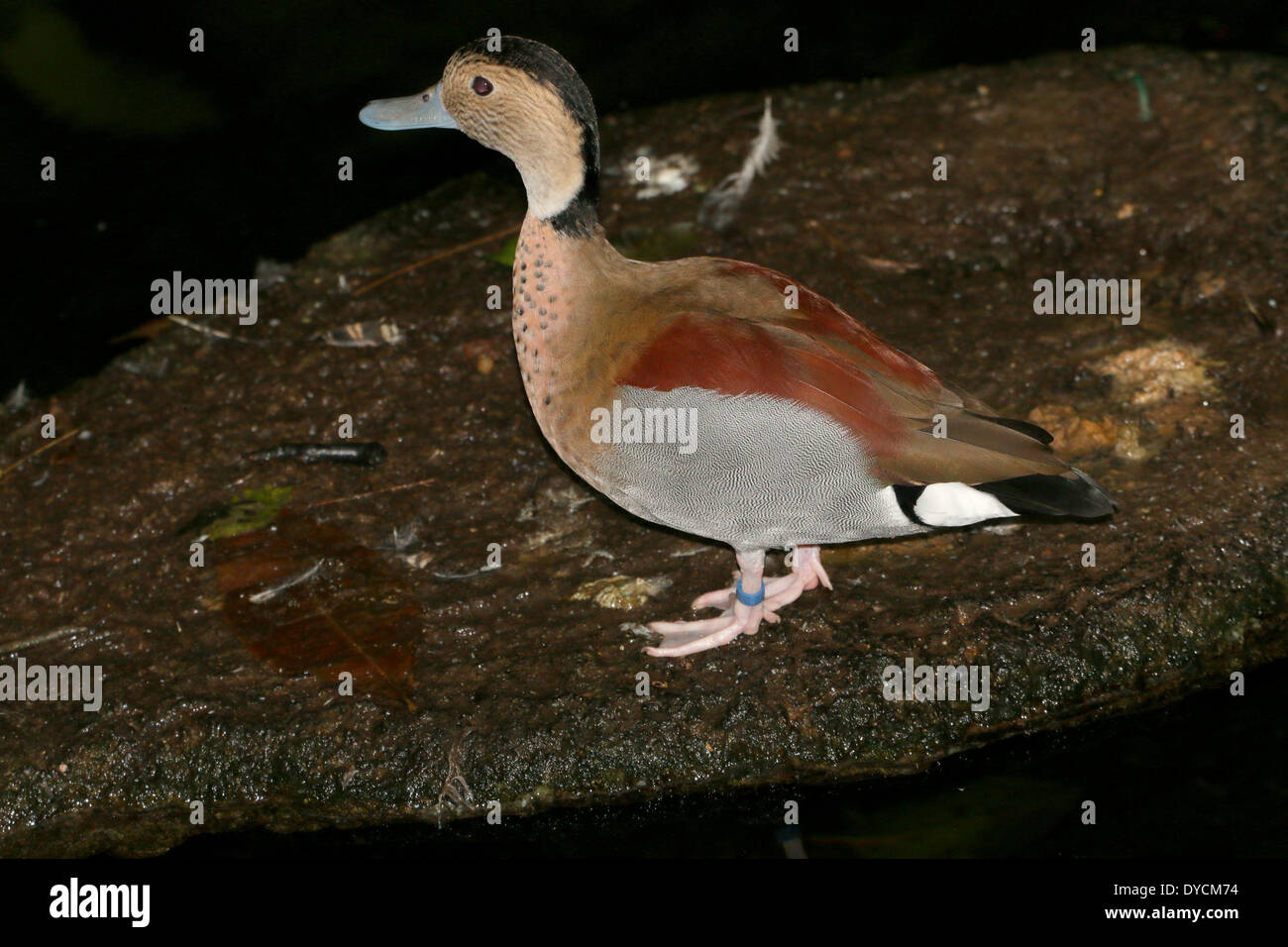 Male Ringed Teal ( Callonetta leucophrys) close-up Stock Photo