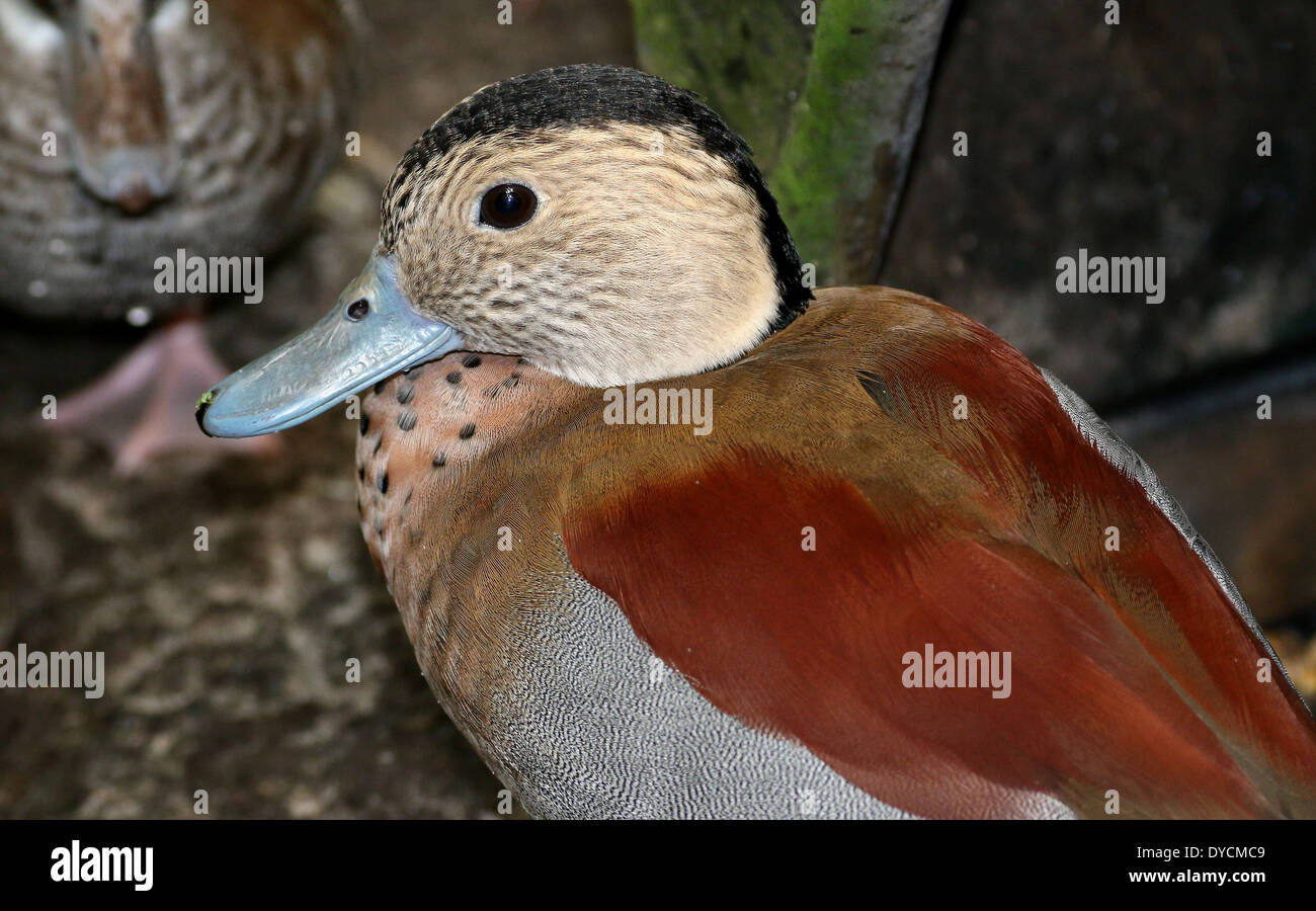 Male Ringed Teal ( Callonetta leucophrys) close-up Stock Photo
