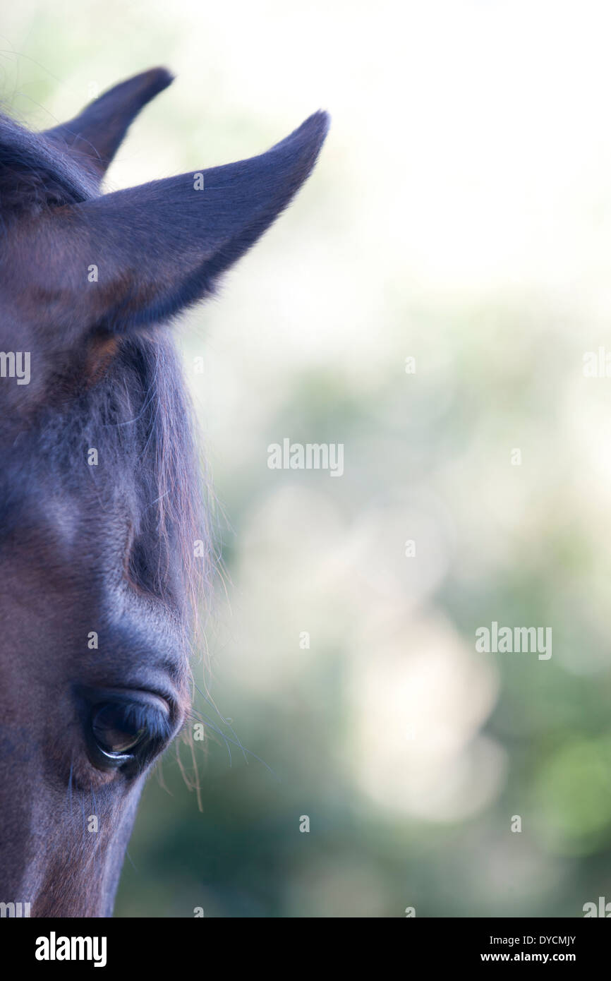 A horses head, side view Stock Photo Alamy