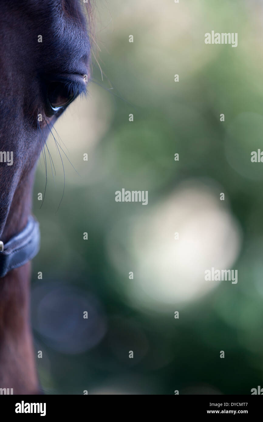 A horses head, side view Stock Photo Alamy